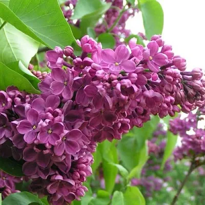 Сирень ДЕНЬ ПОБЕДЫ  Сирень ДЕНЬ ПОБЕДЫ в Мурманске