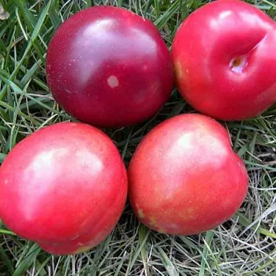 Плумкот БИРИКОККОЛО НОСТРАНО  Плумкот БИРИКОККОЛО НОСТРАНО в Мурманске