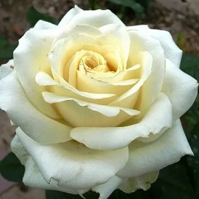 Саженцы роз ЭДВАНС чайно-гибридная  Саженцы роз ЭДВАНС чайно-гибридная в Мурманске