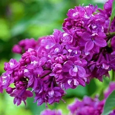 Сирень ОГНИ ДОНБАССА  Сирень ОГНИ ДОНБАССА в Мурманске