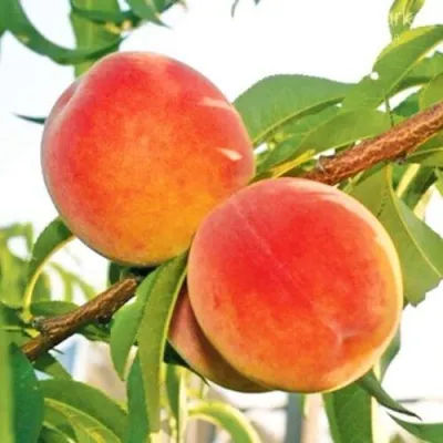 Персик ОНТАРИО — описание сорта Персик ОНТАРИО в Мурманске