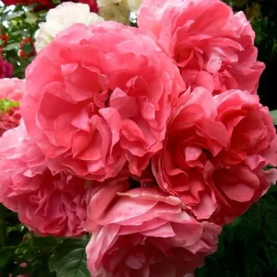 Саженцы роз РОЗЕУМ ЮТЕРСОН плетистая в Мурманске