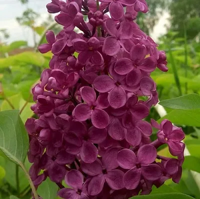 Сирень ИНДИЯ  Сирень ИНДИЯ в Мурманске