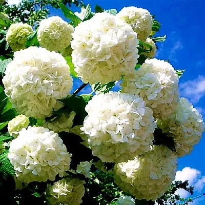 Калина БУЛЬДЕНЕЖ  Калина БУЛЬДЕНЕЖ в Мурманске