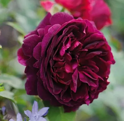 Саженцы роз МАНСТЕД ВУД английская  Саженцы роз МАНСТЕД ВУД английская в Мурманске