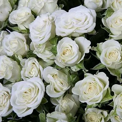 Саженцы роз СНОУФЛЕЙК спрей  Саженцы роз СНОУФЛЕЙК спрей в Мурманске