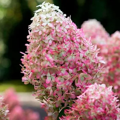 Гортензия РОЯЛ ФЛОВЕР метельчатая  Гортензия РОЯЛ ФЛОВЕР метельчатая в Мурманске