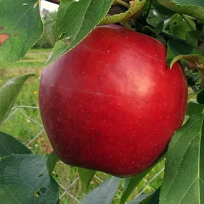 Яблоня РЕДФРИ в Мурманске