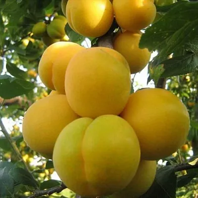 Слива ЛОДВА  Слива ЛОДВА в Мурманске