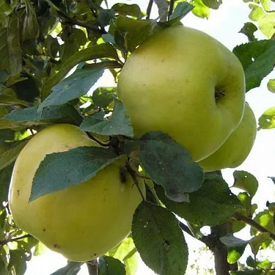 Яблоня Антоновка Обыкновенная в Мурманске