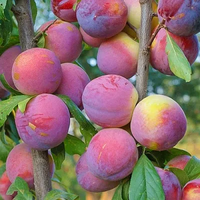 Слива КОЛОННОВИДНАЯ  Слива КОЛОННОВИДНАЯ в Мурманске