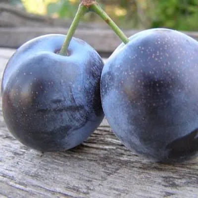 Слива БЛЮФРИ  Слива БЛЮФРИ в Мурманске