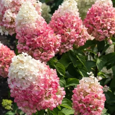 Гортензия ПИНКИ ПРОМИС метельчатая — описание сорта Гортензия ПИНКИ ПРОМИС метельчатая в Мурманске