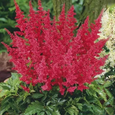 Астильба МОНТГОМЕРИ японская в Мурманске