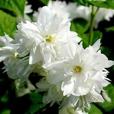 Жасмин ДАМ БЛАНШ  Жасмин ДАМ БЛАНШ в Мурманске