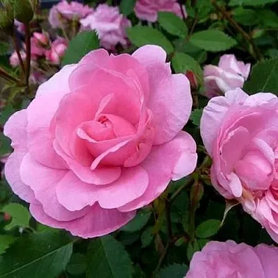 Саженцы роз ДЖОН ДЭВИС плетистая  Саженцы роз ДЖОН ДЭВИС плетистая в Мурманске