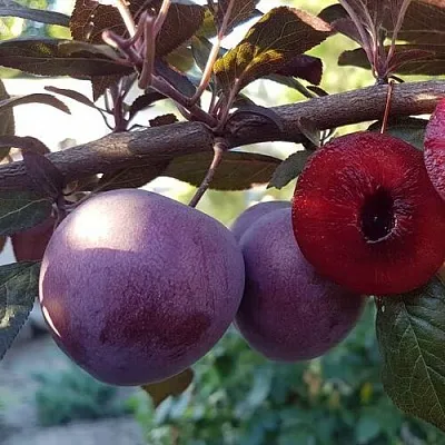 Слива ПАННА   Слива ПАННА  в Мурманске