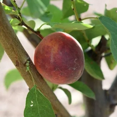 Плумкот БИРИКОККОЛО СУЗИНКОККО  Плумкот БИРИКОККОЛО СУЗИНКОККО в Мурманске