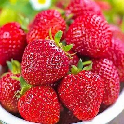 Клубника СИЛЬВИЯ  Клубника СИЛЬВИЯ в Мурманске