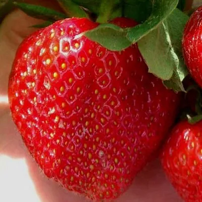 Клубника МАГНУС  Клубника МАГНУС в Мурманске