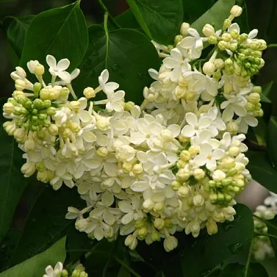 Сирень ПРИМРОУЗ  Сирень ПРИМРОУЗ в Мурманске