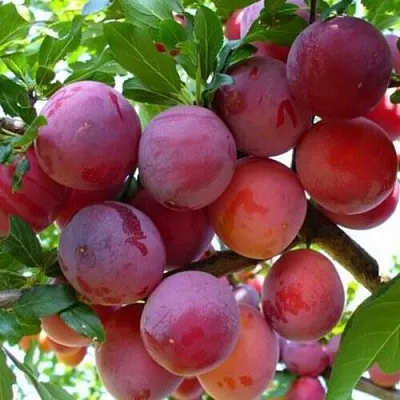 Слива НЕКТАРИННАЯ АРОМАТНАЯ  Слива НЕКТАРИННАЯ АРОМАТНАЯ в Мурманске