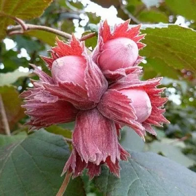 Фундук СКАРЛЕТТ в Мурманске