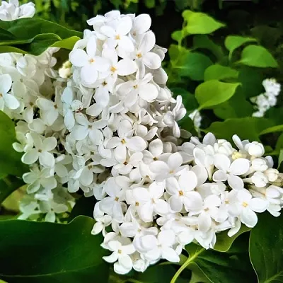 Сирень МАЛЕНЬКИЙ ПРИНЦ  Сирень МАЛЕНЬКИЙ ПРИНЦ в Мурманске