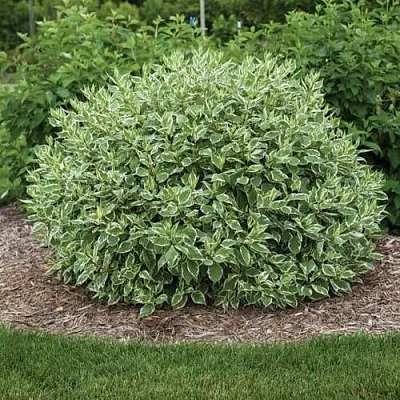 Дерен ЭЛЕГАНТИССИМА белый  Дерен ЭЛЕГАНТИССИМА белый в Мурманске