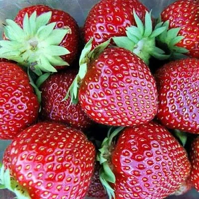 Клубника МАЛЬВИНА  Клубника МАЛЬВИНА в Мурманске