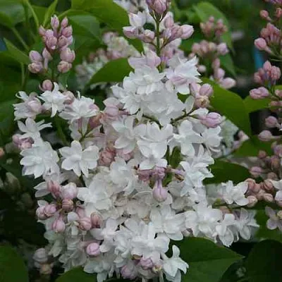 Сирень КРАСАВИЦА МОСКВЫ  Сирень КРАСАВИЦА МОСКВЫ в Мурманске