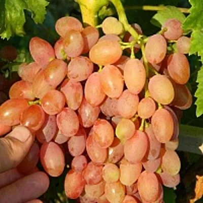 Виноград КИШМИШ ЛУЧИСТЫЙ  Виноград КИШМИШ ЛУЧИСТЫЙ в Мурманске