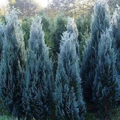 Кипарисовик ДАРТС БЛЮ РИББОН лавсона в Мурманске