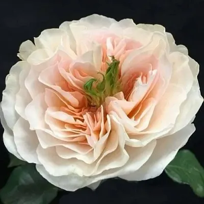 Саженцы роз ЧАРИТИ английская  Саженцы роз ЧАРИТИ английская в Мурманске