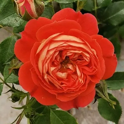 Саженцы роз СТАРЛЕТ РОУЗ КАРМЕН плетистая  Саженцы роз СТАРЛЕТ РОУЗ КАРМЕН плетистая в Мурманске