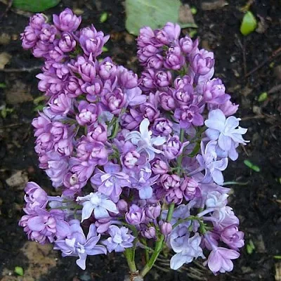 Сирень НАДЕЖДА  Сирень НАДЕЖДА в Мурманске