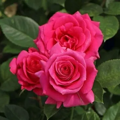 Саженцы роз ЛАВ ЛЕТТЕР флорибунда  Саженцы роз ЛАВ ЛЕТТЕР флорибунда в Мурманске