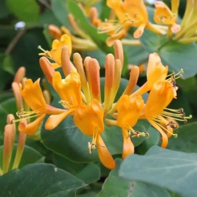 Жимолость ТЕЛЬМАНА в Мурманске