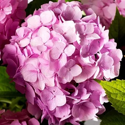 Гортензия БУКЕТ РОУЗ крупнолистная  Гортензия БУКЕТ РОУЗ крупнолистная в Мурманске