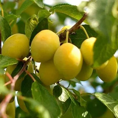 Слива ОЧАКОВСКАЯ ЖЕЛТАЯ  Слива ОЧАКОВСКАЯ ЖЕЛТАЯ в Мурманске