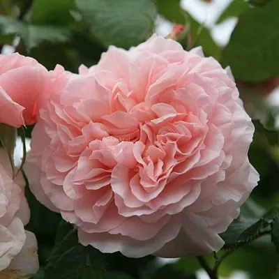 Саженцы роз РОЗ ДЕ ТОЛБИАК плетистая  Саженцы роз РОЗ ДЕ ТОЛБИАК плетистая в Мурманске