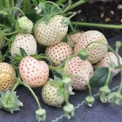 Клубника АНАНАСА ремонтантная в Мурманске