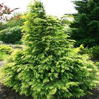 Кипарисовик САНКИСТ лавсона в Мурманске