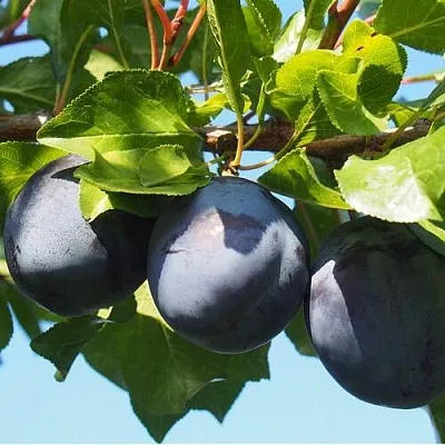 Слива ВОЛАТ  Слива ВОЛАТ в Мурманске