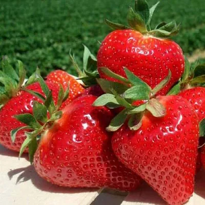 Клубника ДЖОЛИ  Клубника ДЖОЛИ в Мурманске