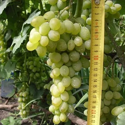 Виноград АНАНАСНЫЙ РАННИЙ  Виноград АНАНАСНЫЙ РАННИЙ в Мурманске