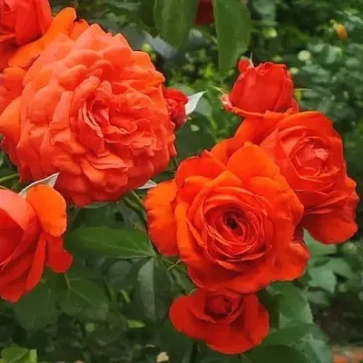 Саженцы роз МАЙНТАУЭР плетистая  Саженцы роз МАЙНТАУЭР плетистая в Мурманске