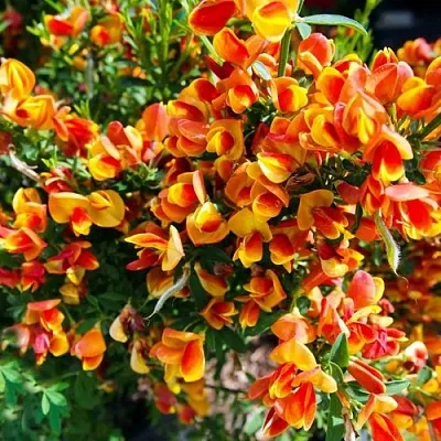 Ракитник АНДРЕАНУС  Ракитник АНДРЕАНУС в Мурманске