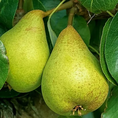 Груша Г-6 колонновидная  Груша Г-6 колонновидная в Мурманске