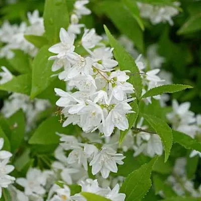 Дейция шершавая  Дейция шершавая в Мурманске